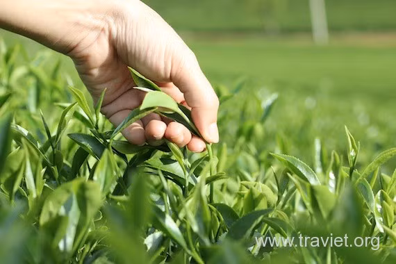 Giữa trưa người lớn sẽ làm cỗ cúng gia tiên, rồi đi hái lá mùng 5, làm thuốc. Tục hái lá cũng bắt đầu từ giờ Ngọ, giờ có dương khí tốt nhất trong năm. Lá cây thu hái được trong giờ đó có tác dụng chữa bệnh rất tốt, nhất là các chứng ngoại cảm, âm hư. Ảnh: Internet.