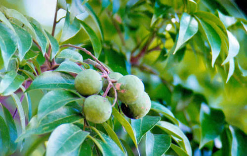 Trị lở, ngứa. Ngoài quả sấu, lá sấu cũng có tác dụng chữa bệnh. Dùng lá sấu rửa sạch, sắc lấy nước để chữa mụn loét, hoại tử, vết thương lâu lành. Ngoài ra, vỏ thân cây sấu được sử dụng làm thuốc trị bỏng và tử cung xuất huyết. Ảnh: gov