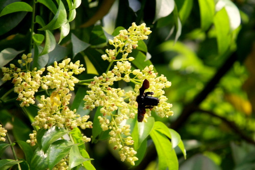 Hoặc lấy hoa, quả sấu sắc với 300ml nước còn lại 100ml, chia ra 2 - 3 lần uống trong ngày. Với trẻ em, có thể dùng hoa sấu hấp cùng mật ong cho trẻ uống ngày vài lần. Ảnh: baogiaothong