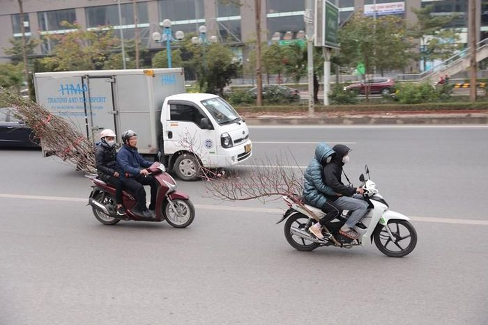 Những cành đào có thế 'lạ' được người dân buộc vào các phương tiện để di chuyển về quê đón Tết. (Ảnh: Minh Sơn/Vietnam+)