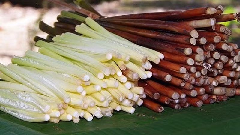 Gần 7 năm trồng cây năn bộp, đến nay, gia đình ông Cao Văn Sáu Nhỏ (ở khóm Vĩnh Tiền, phường 3, thị xã Ngã Năm, tỉnh Sóc Trăng) có được cuộc sống khá ổn định. (Ảnh: Sưu tầm).