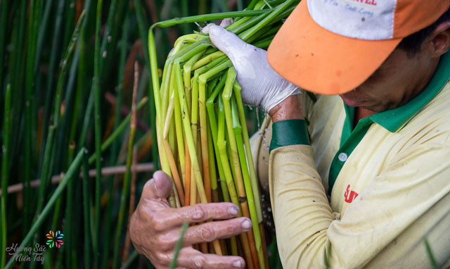 Cứ mỗi mùa mưa năn bộp mọc chen trong ruộng lúa hoặc ken dày trên các vùng đất hoang trũng. (Ảnh: Nguyệt Nhi).