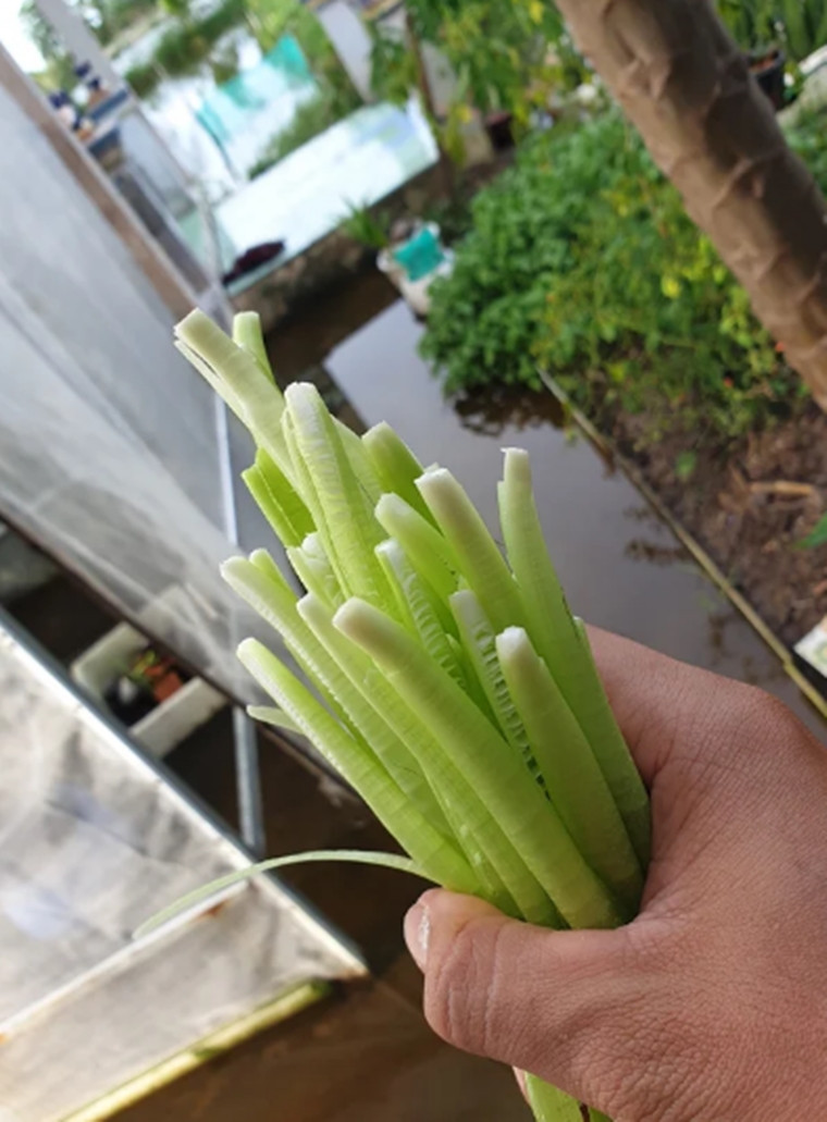 Theo Đông y năn có tính bình, hỗ trợ tỳ vị, có nhiều dinh dưỡng và chất xơ. Những gốc năn bóc tách hết vỏ vàng nâu bên ngoài lấy phần non màu trắng như trứng gà để làm rau ăn sống, trộn gỏi, xào, nấu canh, nhúng lẩu, làm dưa... và món nào cũng ngon đặc biệt. (Ảnh: Pháp luật và Bạn đọc).