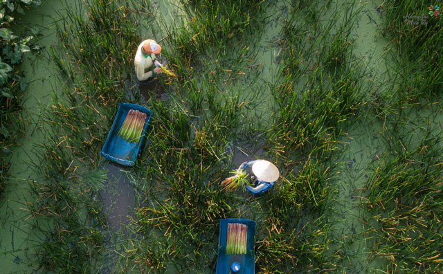 Có 2 thứ trên cây năn bộp có thể chế biến thành món ăn, gồm: Đọt năn (là đoạn dài 5-10 cm ở gần gốc, màu vàng nâu xỉn vì nhiễm phèn nhưng khi bóc ra lấy phần non thì có màu trắng ngà, nhẹ bỗng như xốp và dài chừng 3 tấc; (Ảnh: Nguyệt Nhi).