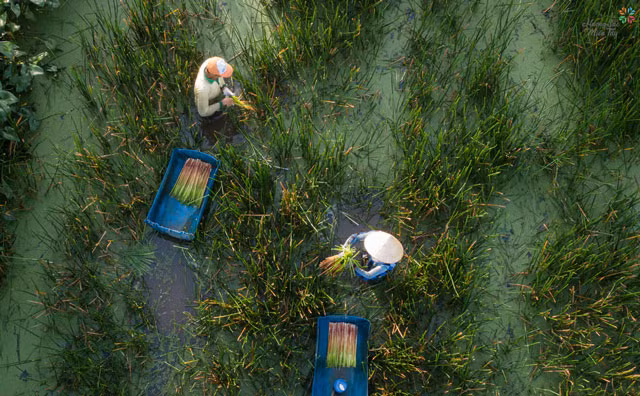 Có 2 thứ trên cây năn bộp có thể chế biến thành món ăn, gồm: Đọt năn (là đoạn dài 5-10 cm ở gần gốc, màu vàng nâu xỉn vì nhiễm phèn nhưng khi bóc ra lấy phần non thì có màu trắng ngà, nhẹ bỗng như xốp và dài chừng 3 tấc; (Ảnh: Nguyệt Nhi).