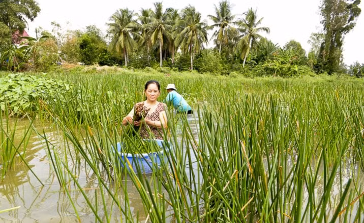 Cây năn bộp có cọng nhỏ, đầu nhọn như cây chông và có màu xanh đậm, mọc trên vùng nước cạn hoặc nhiễm phèn vàng, có củ, thân nhỏ. (Ảnh: Thương hiệu&amp;Sản phẩm).