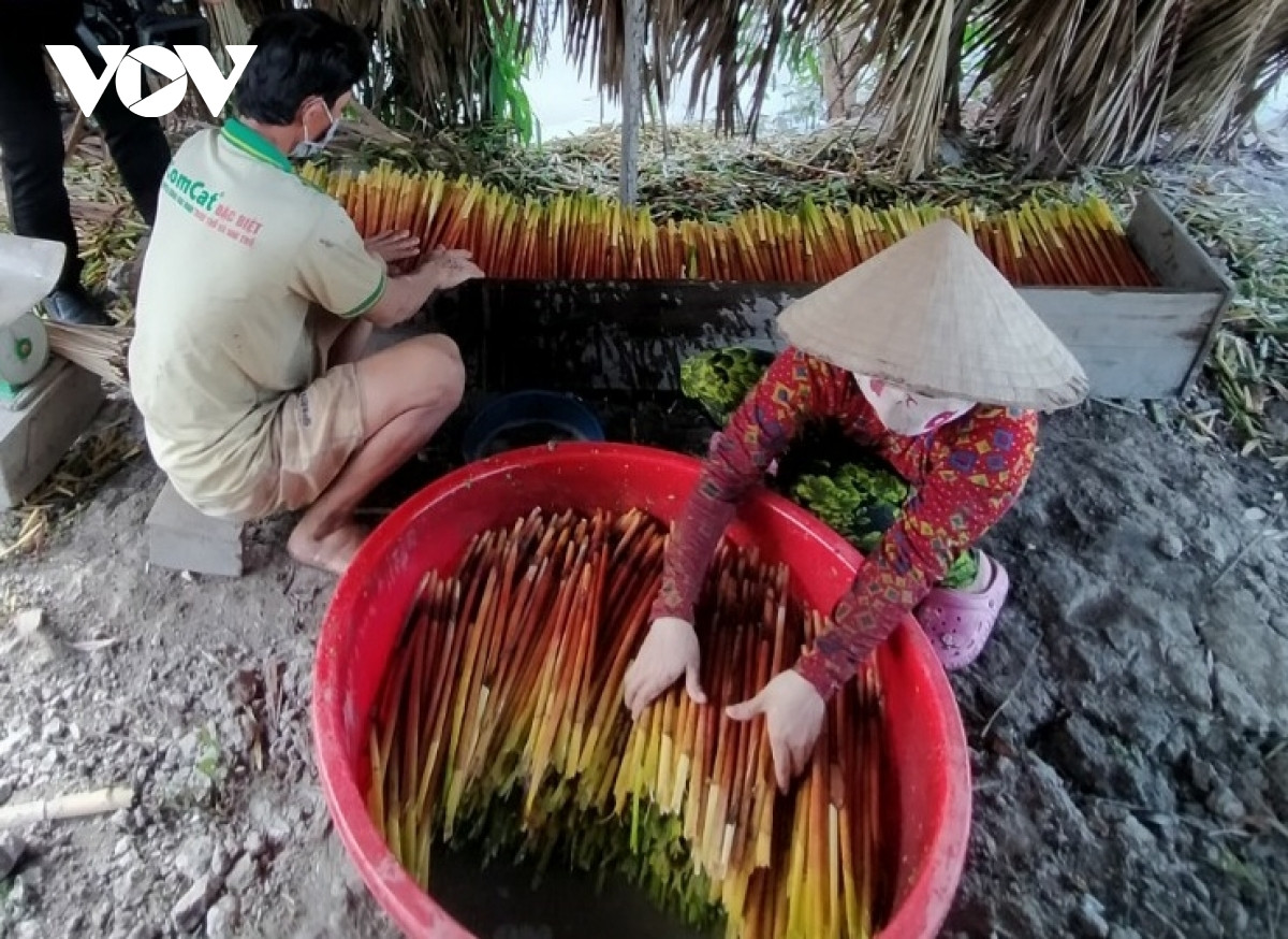 Để đáp ứng nhu cầu của người tiêu dùng, một số nông dân ở tỉnh Bạc Liêu còn trồng cây năn bộp với diện tích lớn, thu hoạch quanh năm và bán khắp mọi miền đất nước. (Ảnh: VOV).