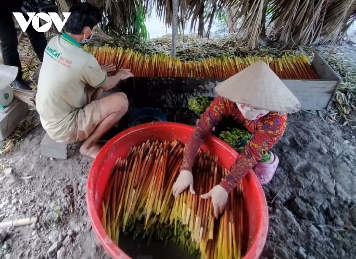 Để đáp ứng nhu cầu của người tiêu dùng, một số nông dân ở tỉnh Bạc Liêu còn trồng cây năn bộp với diện tích lớn, thu hoạch quanh năm và bán khắp mọi miền đất nước. (Ảnh: VOV).