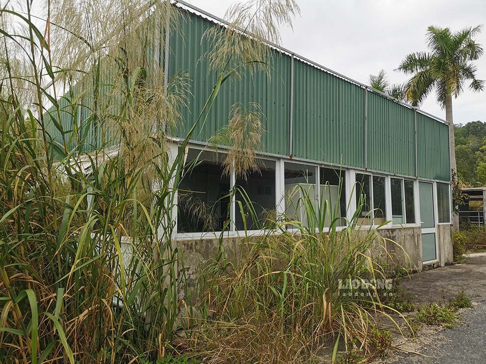 Cỏ mọc um tùm trong dự án. (Ảnh: Lao Động).