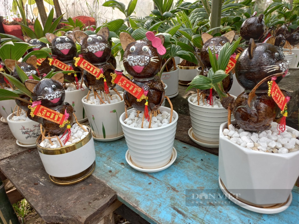 Dừa bonsai hình mèo có giá trên thị trường khoảng 200.000 đồng - 2 triệu đồng/sản phẩm tùy độ lớn nhỏ. (Ảnh: Dân Việt).