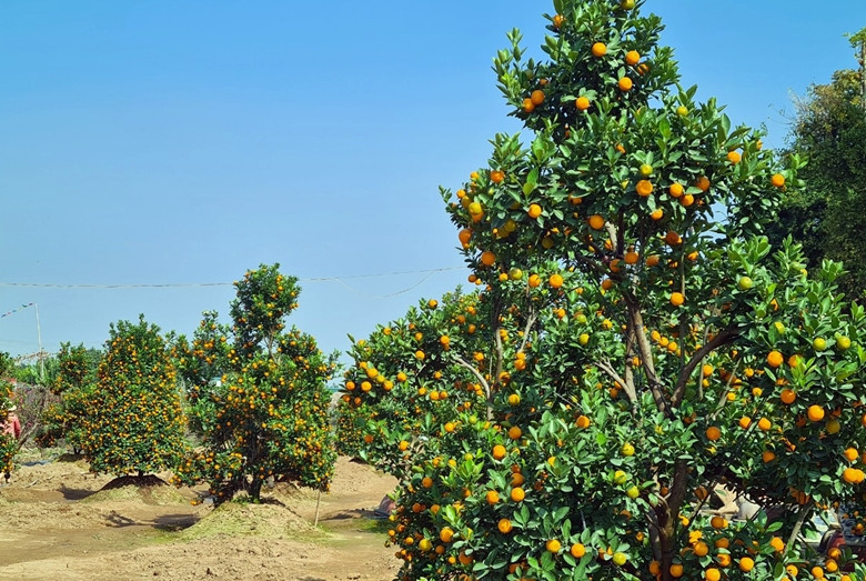 Theo chia sẻ của các chủ vườn, năm nay quất cảnh chín đúng dịp tết Nguyên đán, giá cao hơn năm ngoái khoảng 20%, sức mua khách hàng khá mạnh do không còn chịu tác động của dịch COVID-19.