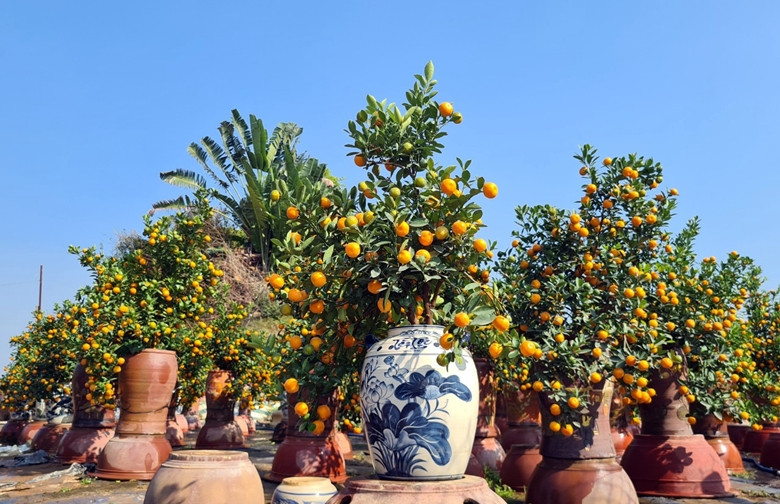 Nhằm đáp ứng thị hiếu của người mua, những năm qua, các hộ trồng quất cảnh ở Tứ Liên đã sáng tạo trồng cây quất trong lọ hoa, bình, chậu khay, quất bonsai.