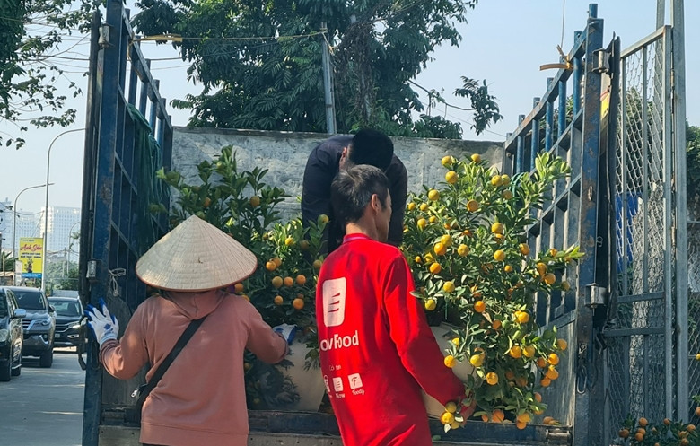 Một chủ vườn quất cảnh chia sẻ, những ngày cận Tết lượng khách đến đông nên phải gọi điện cho dịch vụ đến chở quất liên tục.