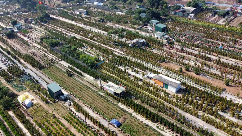 Nhờ thời tiết thuận lợi, được các chủ vườn chăm sóc tốt nên phần lớn các vườn quất Tứ Liên năm nay đều cho quả to tròn, lá xanh và kiểu dáng đẹp.