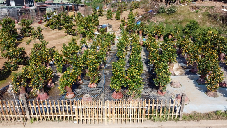 Những vườn quất làng Tứ Liên rực vàng đón Tết.