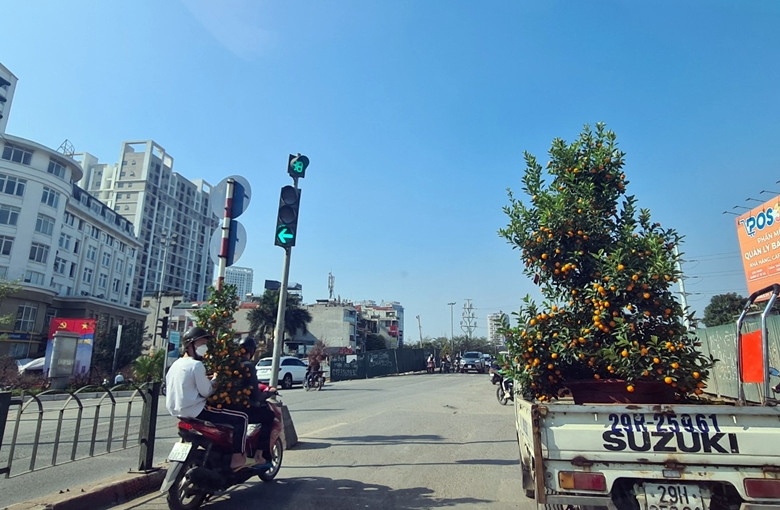 Không chỉ ở Hà Nội, nhiều khách hàng ở các tỉnh thành có nhu cầu chơi quất cảnh tìm đến làng quất Tứ Liên cũng sử dụng dịch vụ chở cây. Mỗi chuyến đào chở đi các tỉnh trừ phụ phí, lái xe có thể kiếm khoảng 800 nghìn đồng đến 1 triệu đồng/chuyến.