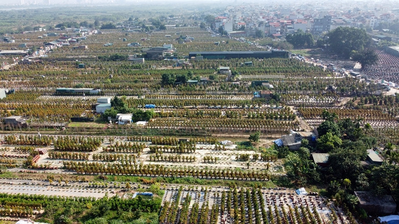 Những ngày cận Tết Nguyên đán Quý Mão 2023, các nhà vườn trồng quất cảnh ở làng Tứ Liên (Hà Nội) nhộn nhịp người mua kẻ bán.