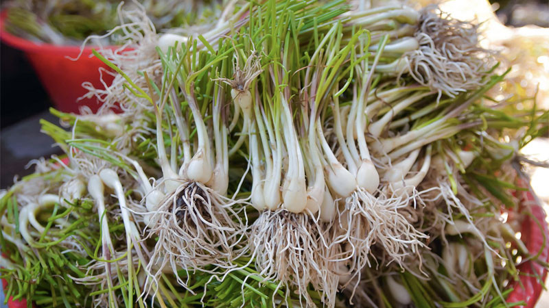 Thông tin trên báo Tiền Phong, ông Nguyễn Lê Quốc Tuấn - Tổng giám đốc Công ty Chế biến Thực phẩm công nghệ Sông Hương (Sông Hương Foods) - cho biết, giá củ kiệu năm nay công ty nhập vào cao gấp đôi năm ngoái vì hàng khan hiếm. Do nguyên liệu hiếm, giá cao, Tết này sản lượng củ kiệu Sông Hương Foods tung ra thị trường chỉ bằng 1/3 năm ngoái. (Ảnh: Sưu tầm).