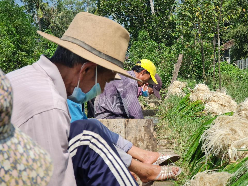 Ở Việt Nam, củ kiệu được trồng ở các tỉnh miền Trung, sau này được trồng nhiều ở Đồng Bằng Sông Cửu Long. (Ảnh: Kinh tế &amp; Đô thị).