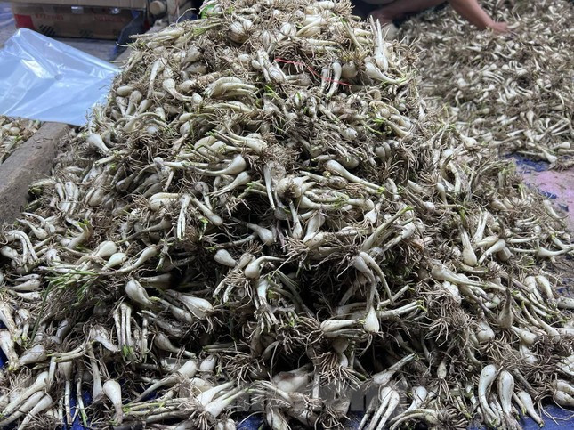 Đại diện một số đầu mối cung cấp cho biết, giá củ kiệu Tết năm nay cao hơn thời điểm này năm ngoái từ 15.000-25.000 đồng/kg. Giá kiệu tăng cao là do giá thu mua từ các vùng trồng đã lên đến 55.000-60.000 đồng/kg. (Ảnh: Tiền Phong).