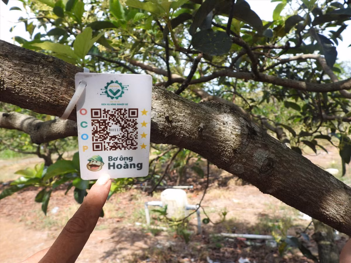 CEO Dang Duong Minh Hoang: Nguoi tien phong so hoa nong nghiep toi tung cay trong-Hinh-3