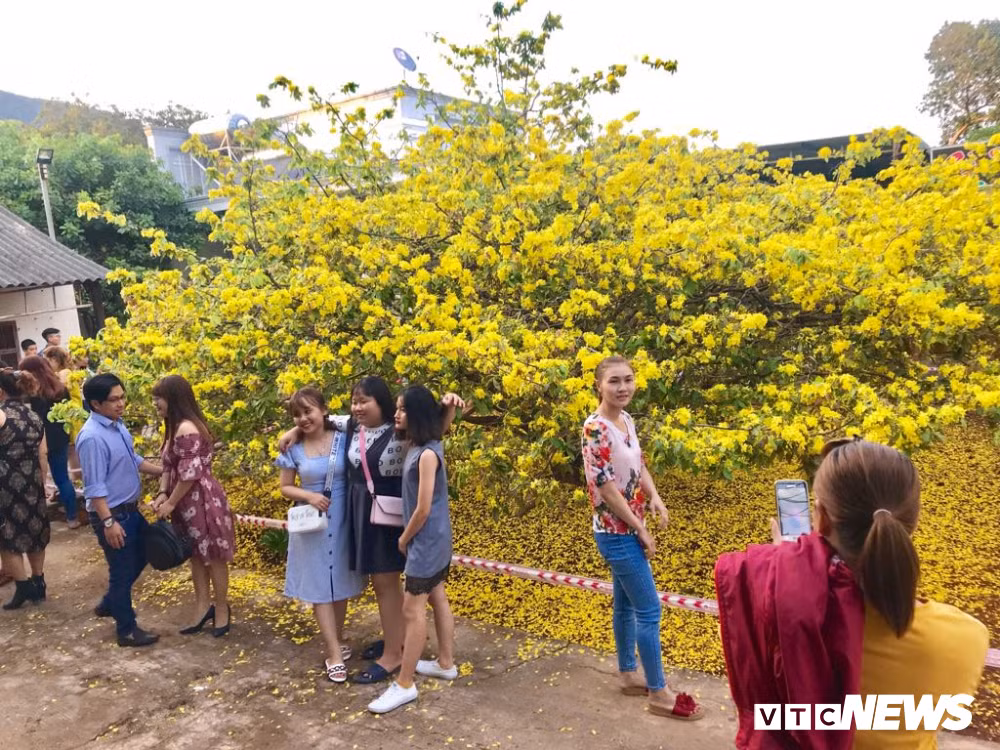 Với vẻ ngoài rực rỡ, nhiều năm gần đây, "cụ mai" đã trở thành điểm đến tham quan của rất nhiều người dân địa phương và du khách vào mỗi dịp Tết đến xuân về.