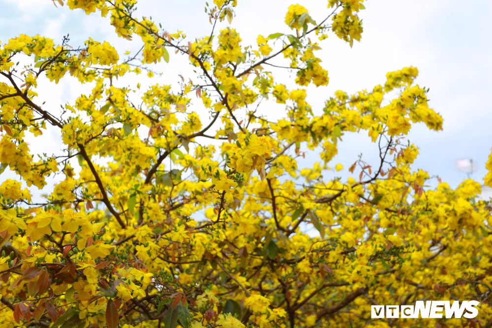 Như thành thông lệ, hơn 11 năm nay, cứ dịp Tết đến xuân về, hoa mai nở vàng rực người dân trong và ngoài tỉnh Đồng Nai lại rủ nhau tìm đến nhà ông Thạnh để chụp ảnh cùng cây mai giá "khủng" này.