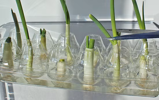 Mach me cach bao quan hanh la trong tu lanh luon xanh, tuoi-Hinh-5