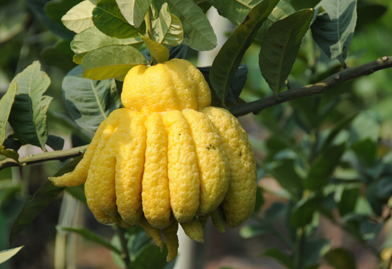 Cach chon phat thu dat len ban tho ngay Tet-Hinh-3