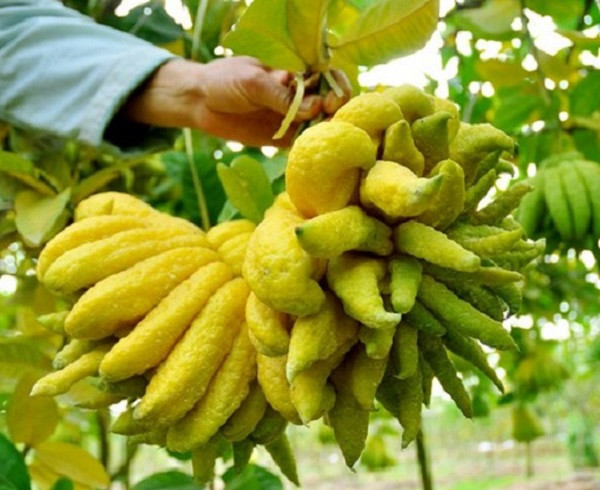 Cach chon phat thu dat len ban tho ngay Tet-Hinh-2