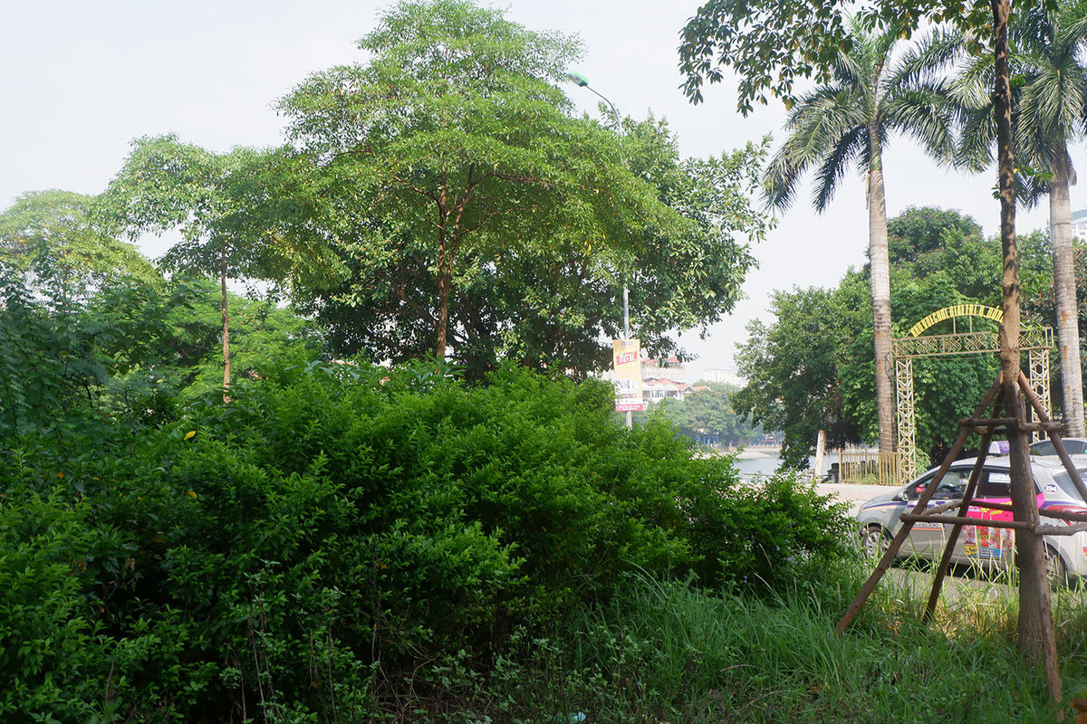 Những bụi cỏ xanh um, mọc tua tủa làm mất mỹ quan đô thị.