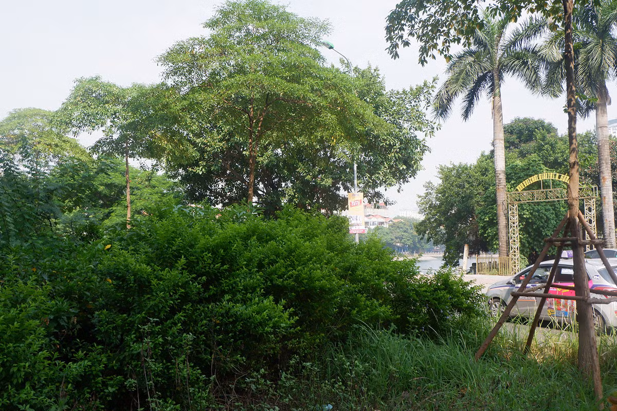 Những bụi cỏ xanh um, mọc tua tủa làm mất mỹ quan đô thị.