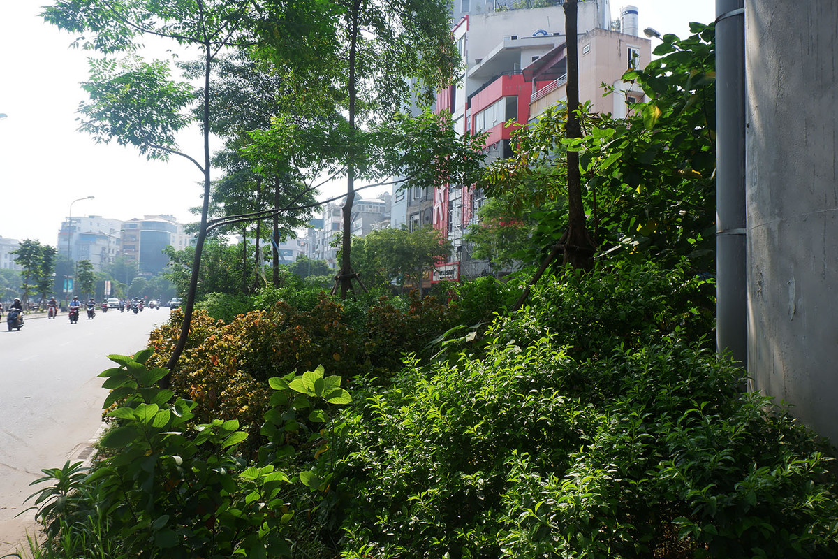 Cỏ mọc um tùm nhưng không được cắt tỉa.