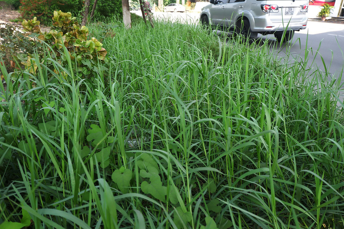 Nhìn hình ảnh này không ai nghĩ rằng đây là con đường giữa Thủ đô.