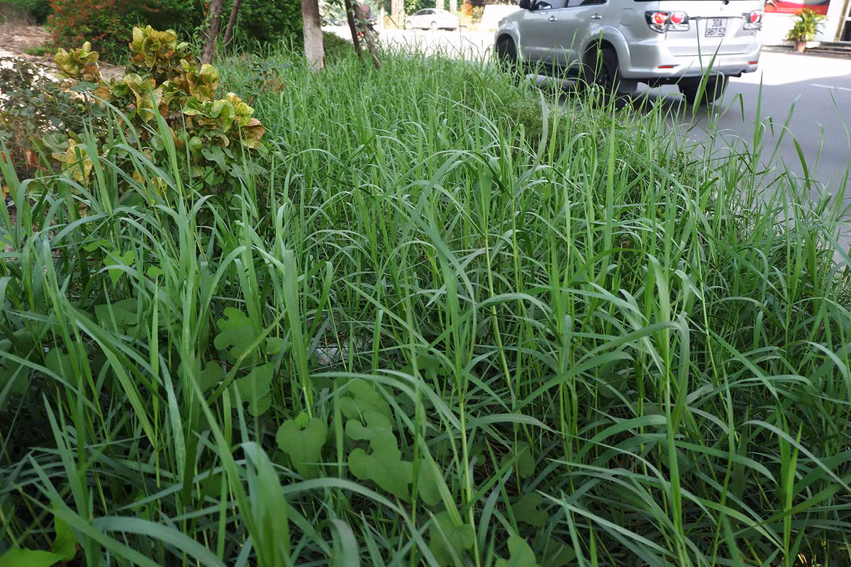 Nhìn hình ảnh này không ai nghĩ rằng đây là con đường giữa Thủ đô.