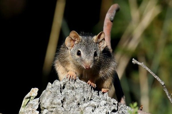 Nhung loai vat cho ca doi de duoc quan he