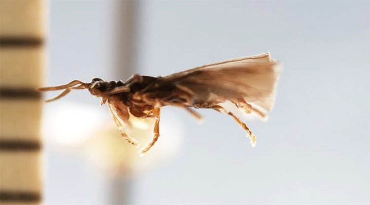 Nhung loai vat cho ca doi de duoc quan he-Hinh-5