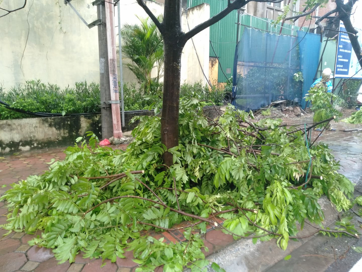 Nhiều cành cây bị gãy rơi xuống thân cây.