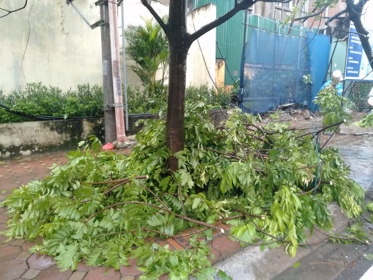 Nhiều cành cây bị gãy rơi xuống thân cây.