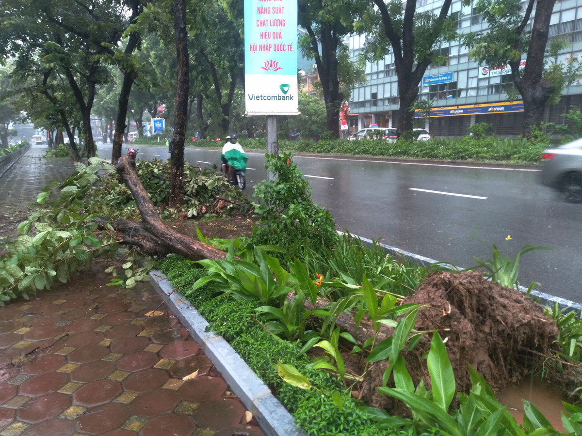 Rất may tại khu vực này cây không đổ ra đường nên các phương tiện đi qua nơi đây rất dễ dàng.