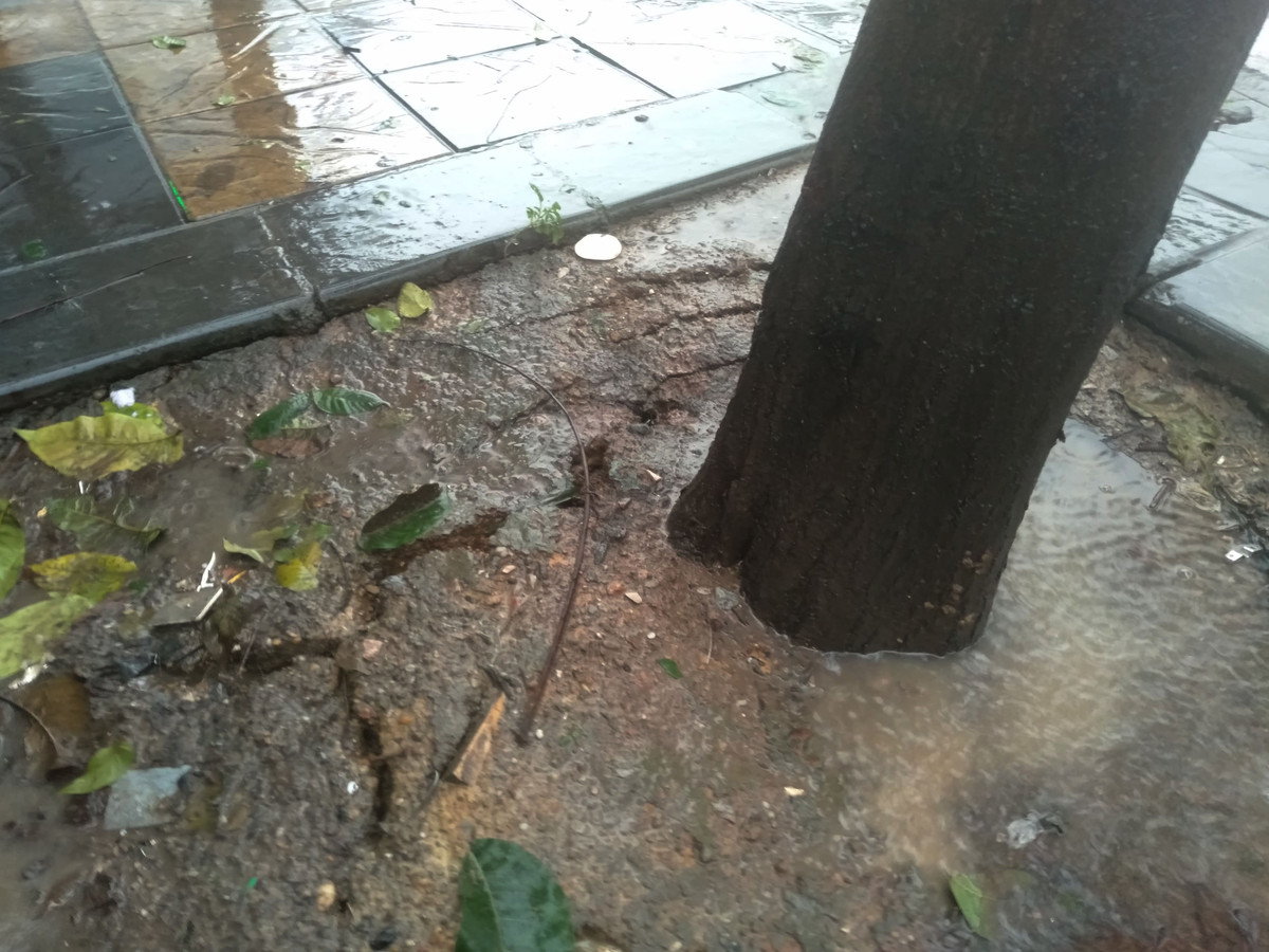 Khu vực gốc của chiếc cây đang có hiện trượng bị đổ.