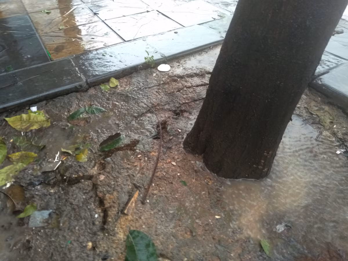 Khu vực gốc của chiếc cây đang có hiện trượng bị đổ.