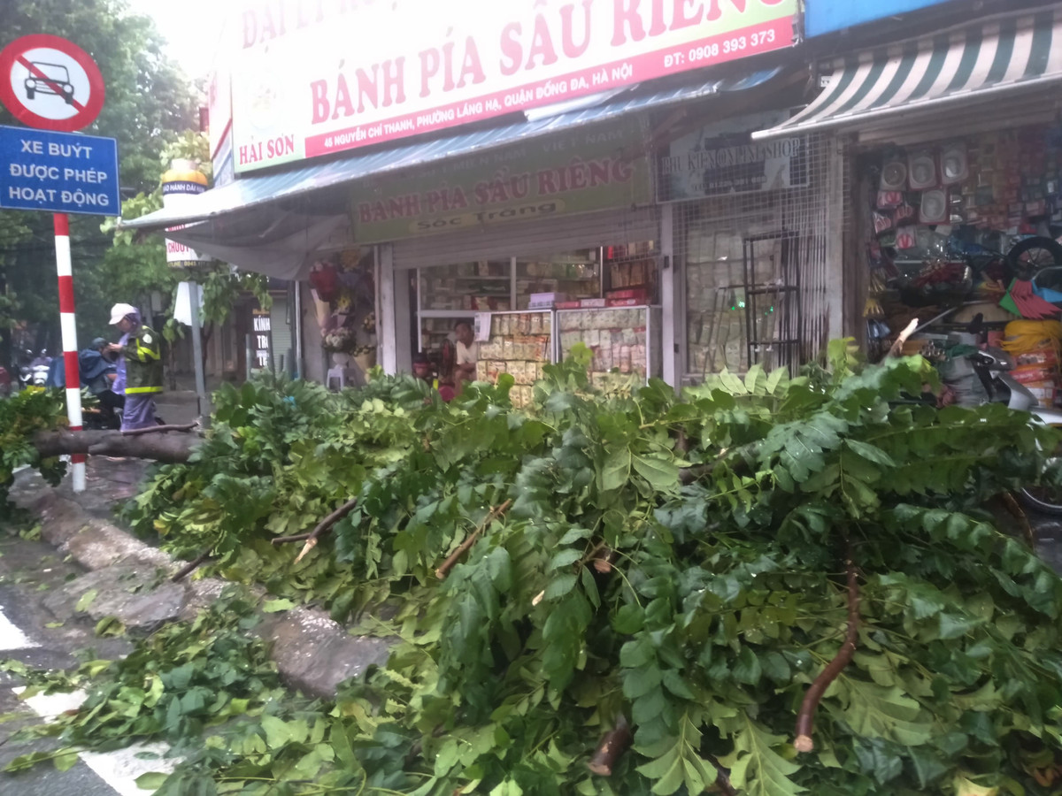 Cây xanh bị bật gốc trên đường Nguyễn Chí Thanh.