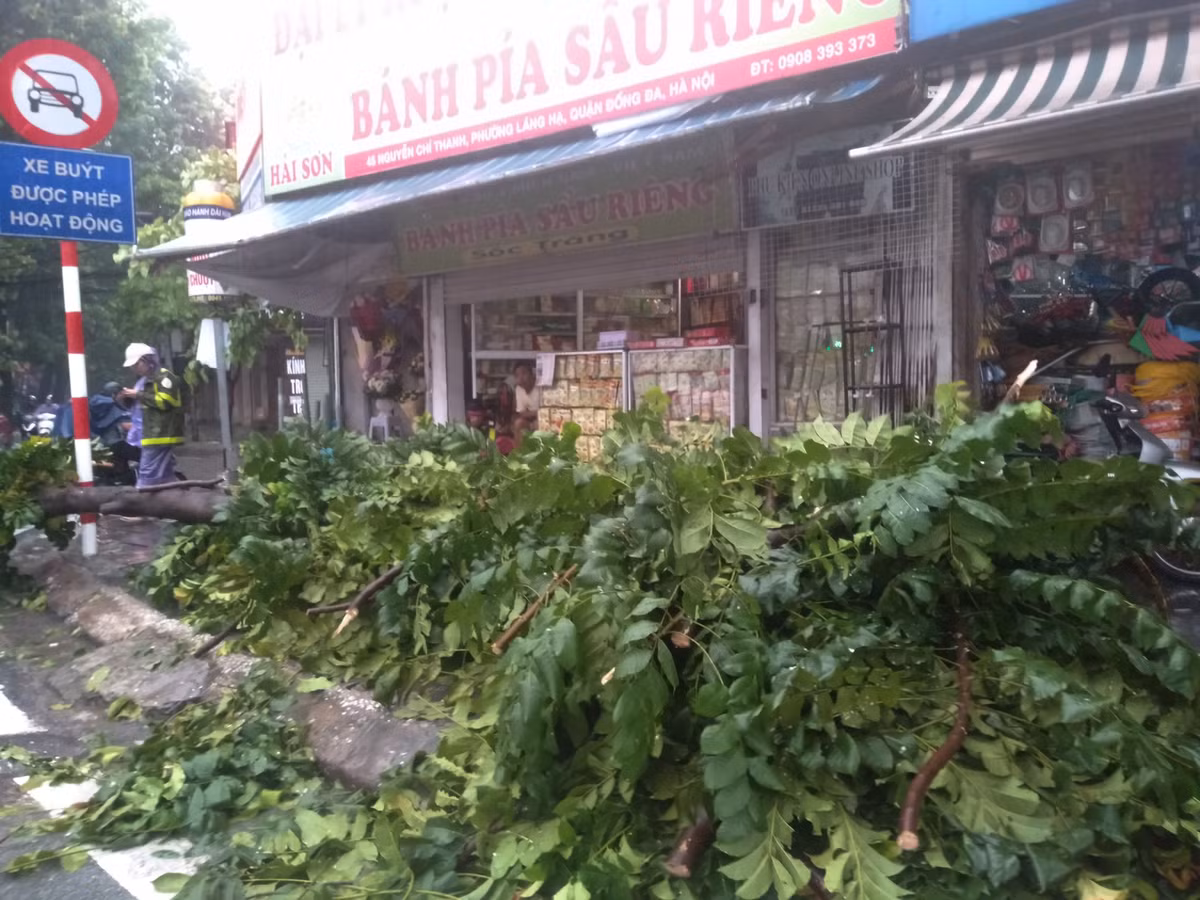 Cây xanh bị bật gốc trên đường Nguyễn Chí Thanh.