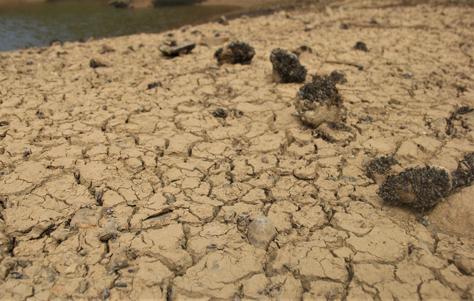 Theo ghi nhận của phóng viên trong sáng 7/8, tại sông Vĩnh Phước mực nước giảm xuống rất thấp, lòng sông gần như trơ đáy. Trong sáng nay, khoảng chục công nhân của Công ty CP Nước sạch Quảng Trị có mặt ở lòng sông này để nạo vét đất đá, tạo luồng dẫn nước chảy về trạm bơm. Công việc được các công nhân triển khai một cách khẩn trương.