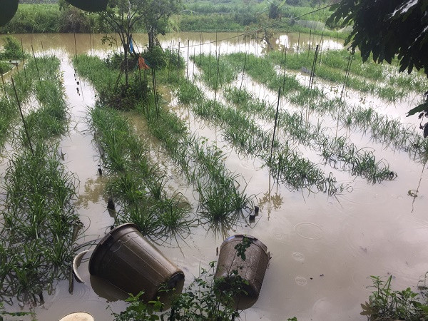 Nhiều diện tích hoa màu bị ngập lụt tại Điện Biên