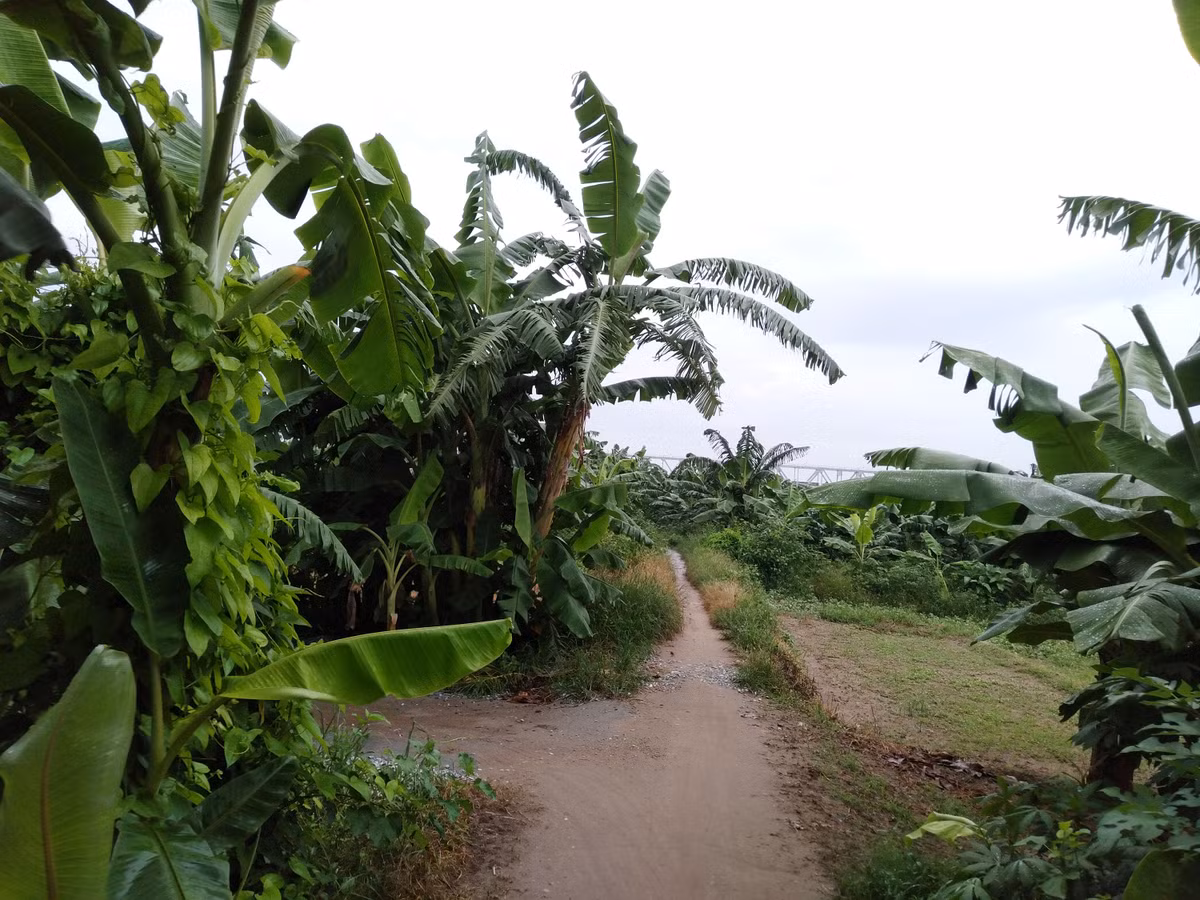 Con đường đi vào khu vực để tắm khỏa thân bãi giữa sông Hồng.