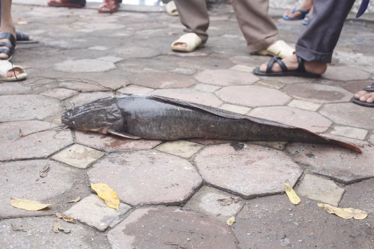 Mọi người thích thú khu nhìn thấy con cá trê khủng nặng tới 4 kg.