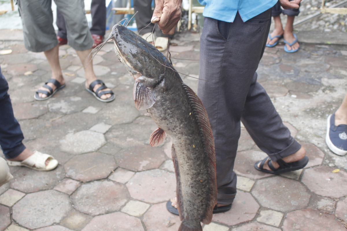 Được biết, nước Hồ Tây vẫn đang được xả ra sông Tô Lịch và cá được cuốn theo dòng nước từ Hồ Tây ra.