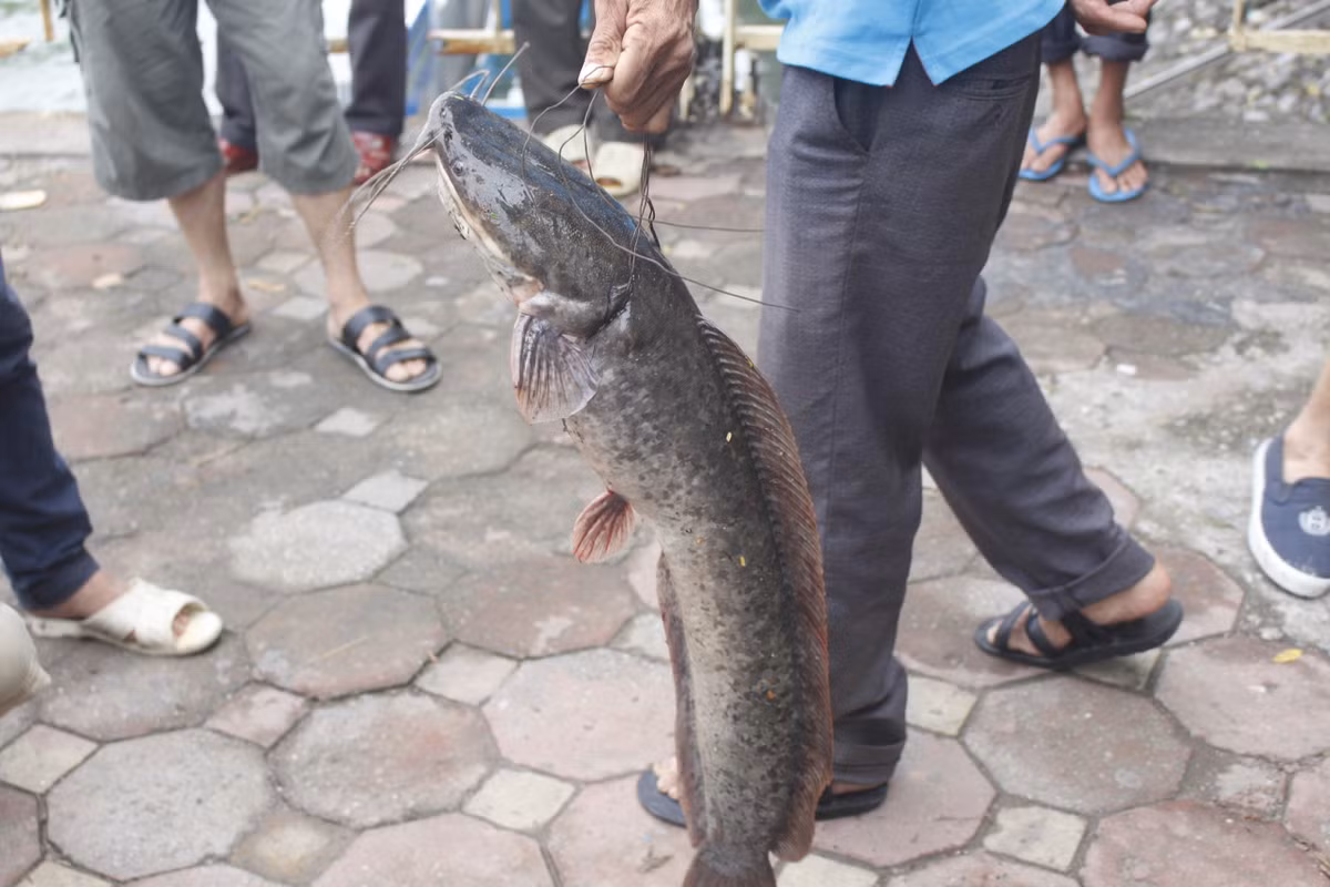 Được biết, nước Hồ Tây vẫn đang được xả ra sông Tô Lịch và cá được cuốn theo dòng nước từ Hồ Tây ra.